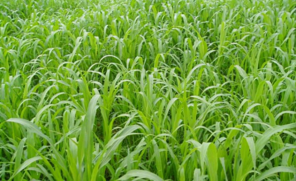 草鱼喜欢吃什么草