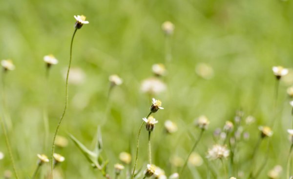 陶渊明是什么诗派的创始人