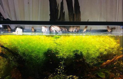 鱼缸里养浮萍的利弊 浮萍放在鱼缸养起到什么作用