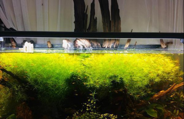 鱼缸里养浮萍的利弊