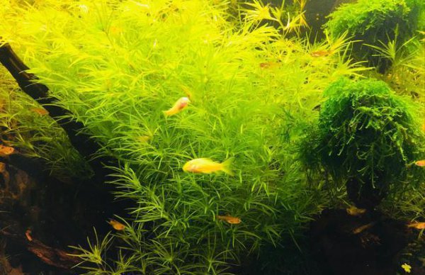鱼缸里养浮萍的利弊
