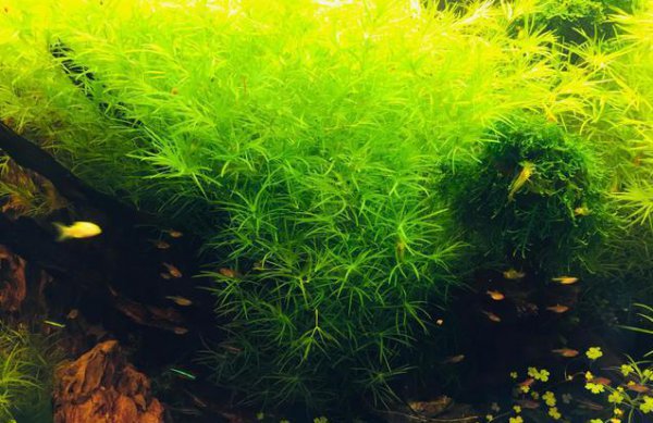 鱼缸里养浮萍的利弊