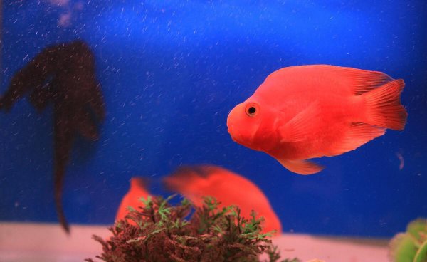 鹦鹉鱼凸眼能自愈吗