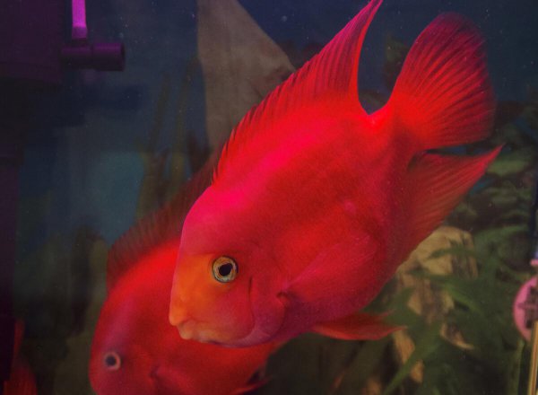 鹦鹉鱼凸眼能自愈吗