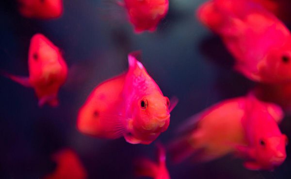 鹦鹉鱼凸眼能自愈吗