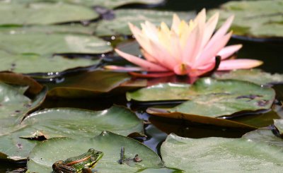 家里养青蛙喂什么吃 饲养的青蛙吃什么食物能养活