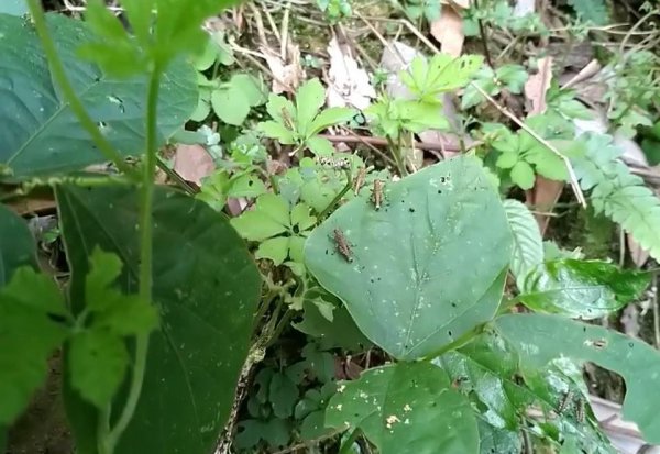 家里养青蛙喂什么吃