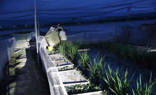 家里养青蛙喂什么吃