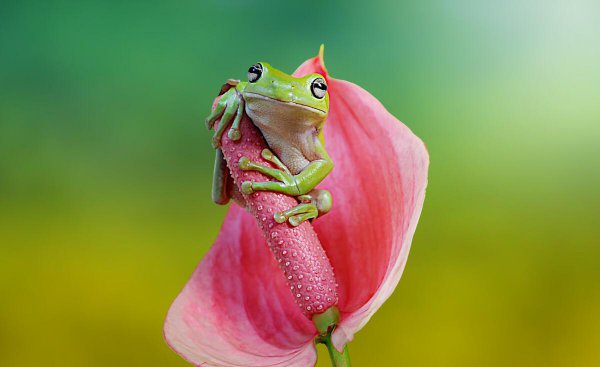 家里养青蛙喂什么吃