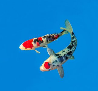 清道夫和锦鲤能养在一起吗 锦鲤能和清道夫混养吗