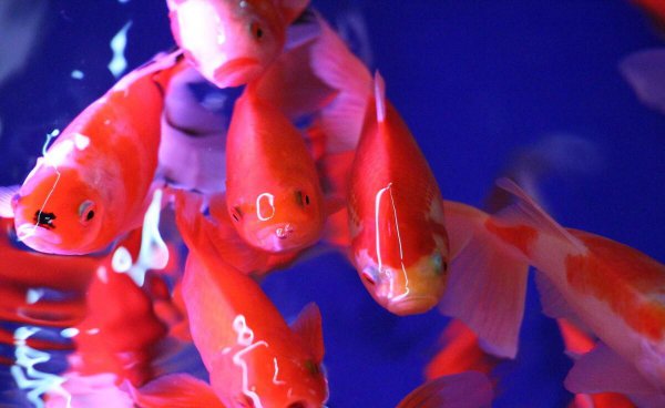 清道夫和锦鲤能养在一起吗