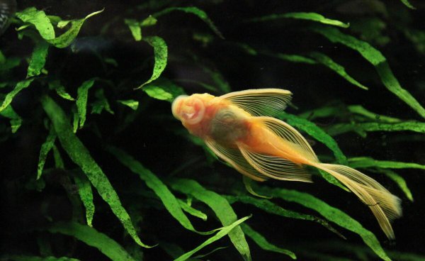 清道夫和锦鲤能养在一起吗