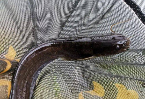 钓鲶鱼用什么饵料最好