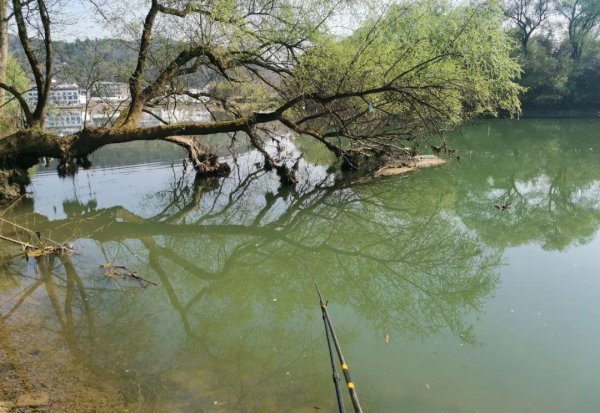钓鲶鱼用什么饵料最好
