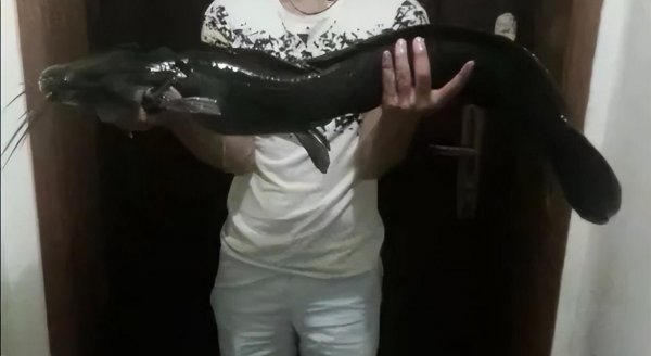 钓鲶鱼用什么饵料最好