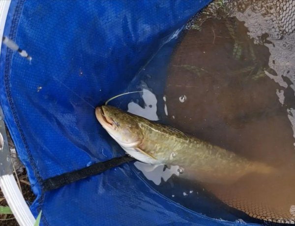 钓鲶鱼用什么饵料最好