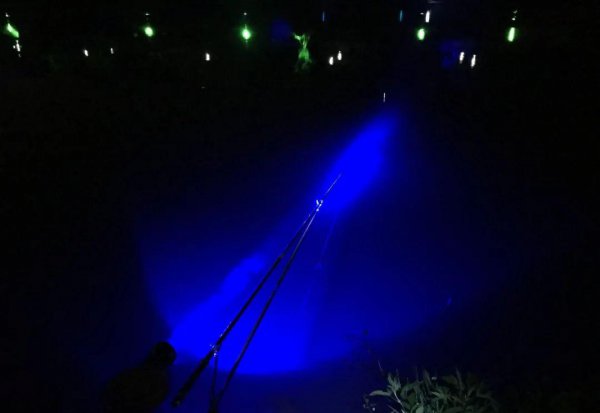 钓鲶鱼用什么饵料最好