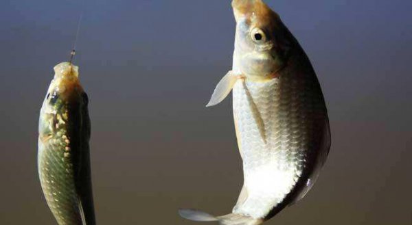 无倒刺鱼钩容易跑鱼吗