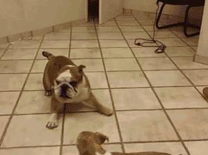 狗狗最有灵性的表现