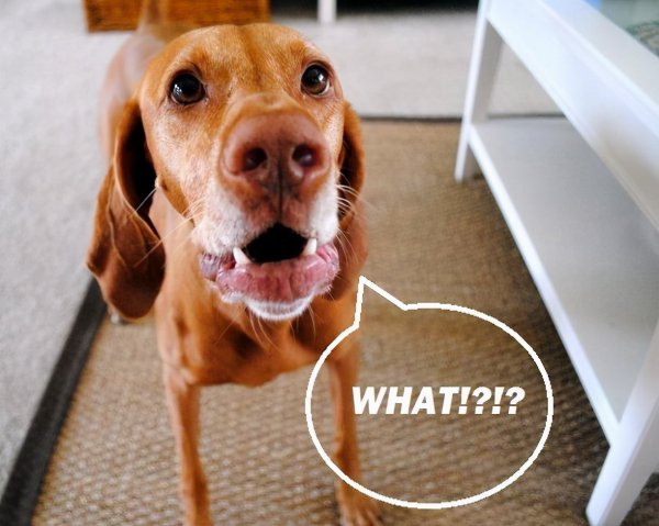 狗狗最有灵性的表现