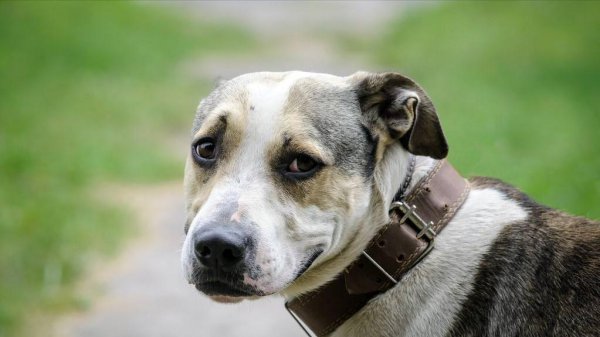 狗狗最有灵性的表现