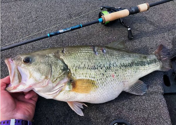 路亚竿硬度排列分类