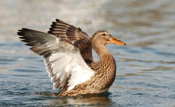 小鸭子怎么游泳