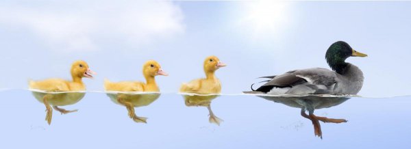 小鸭子怎么游泳