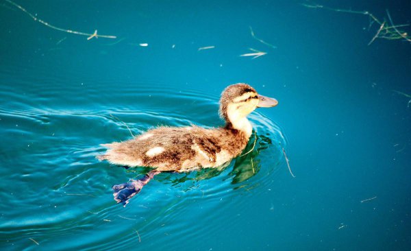 小鸭子怎么游泳