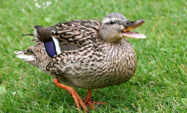 小鸭子怎么游泳