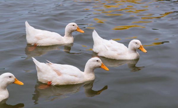 小鸭子怎么游泳