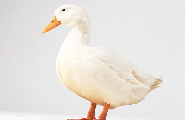 小鸭子怎么游泳