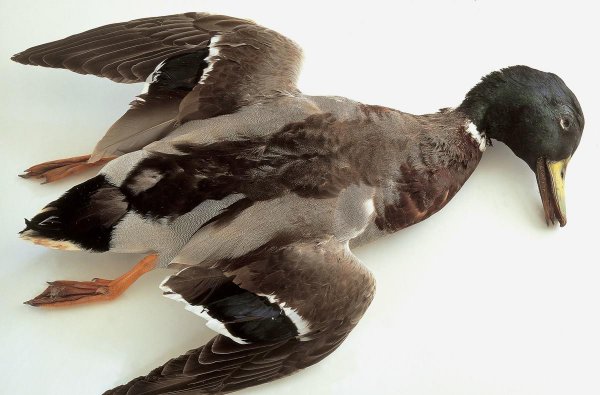 小鸭子怎么游泳