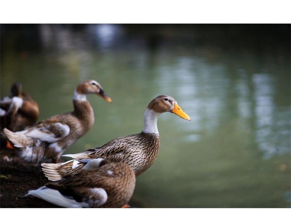 小鸭子怎么游泳