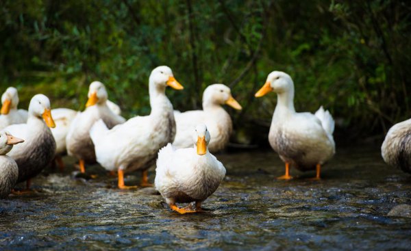 小鸭子怎么游泳