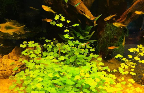 鱼缸困水的正确方法