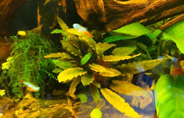 鱼缸困水的正确方法