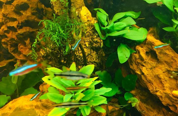 鱼缸困水的正确方法