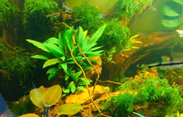 鱼缸困水的正确方法