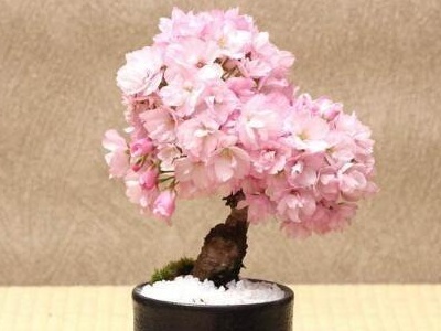 樱花几月份开花