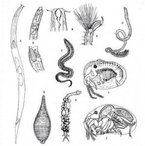 蚯蚓能吃吗营养价值高吗 生吃蚯蚓会带来什么危害