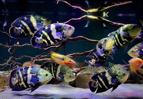 稀有地图鱼品种有哪些