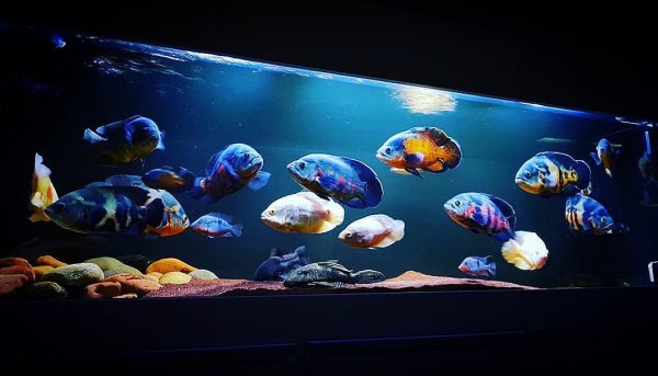 稀有地图鱼品种有哪些