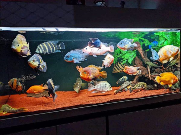 稀有地图鱼品种有哪些