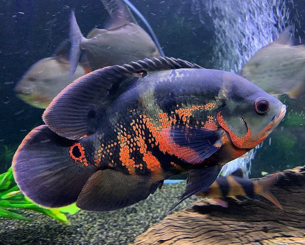 稀有地图鱼品种有哪些