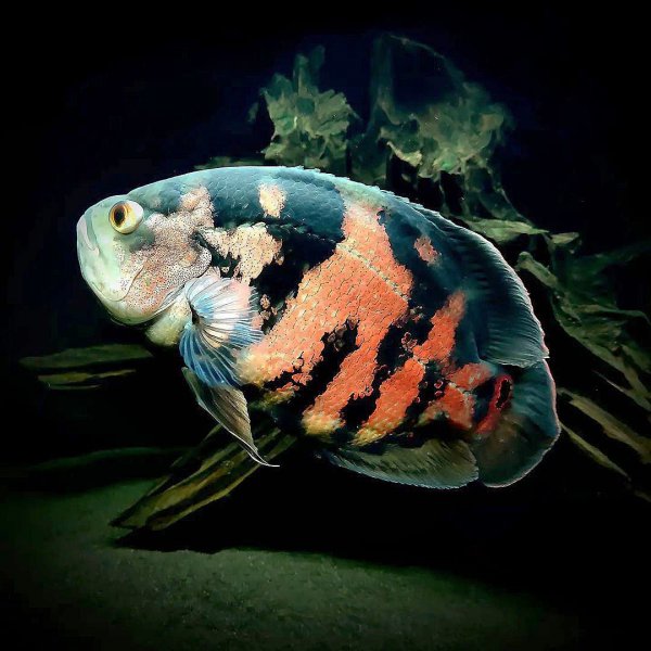 稀有地图鱼品种有哪些