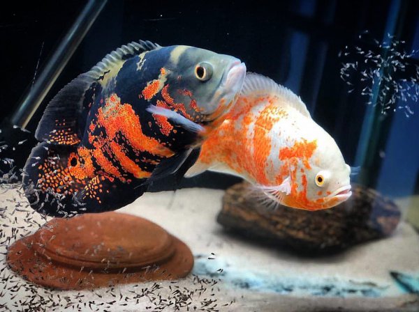 稀有地图鱼品种有哪些