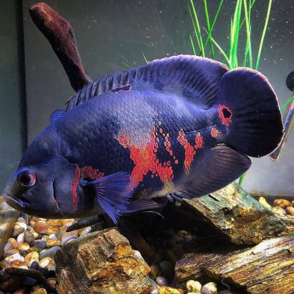 稀有地图鱼品种有哪些