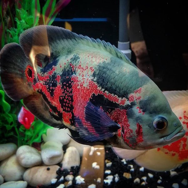 稀有地图鱼品种有哪些