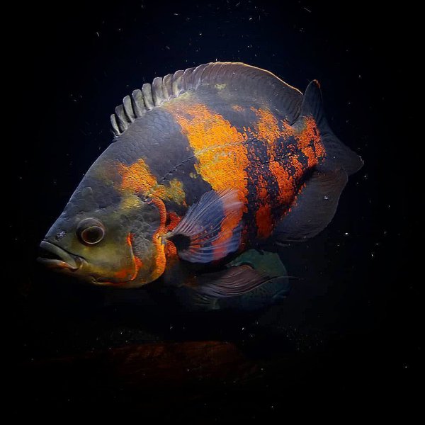 稀有地图鱼品种有哪些